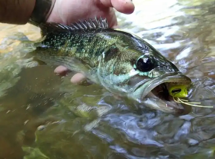 Black bass catturato a mosca in acqua, tecniche e attrezzatura di pesca